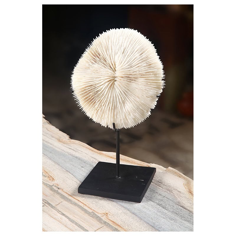 Διακοσμητικό, CORAL DECO ON STAND, φυσικό κοράλλι σε μεταλλική βάση. Μια πιο σικ πρόταση για να δώσετε θαλασσινό αέρα στο χώρο σας. Διάσταση προϊόντος : 14X7X27H